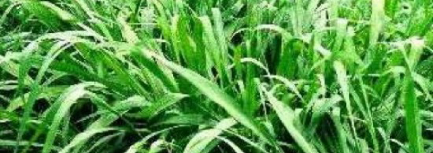 Giảm giá cực sốc hạt cỏ MOMBASA